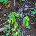 Large-Flowered Bellwort, Uvularia grandflora